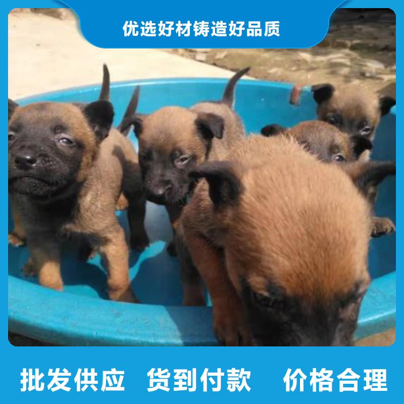 马犬_【卡斯罗犬】厂家新品-市场覆盖|德安|彭泽|新余|吉安|上饶|萍乡-跑码头厂家网