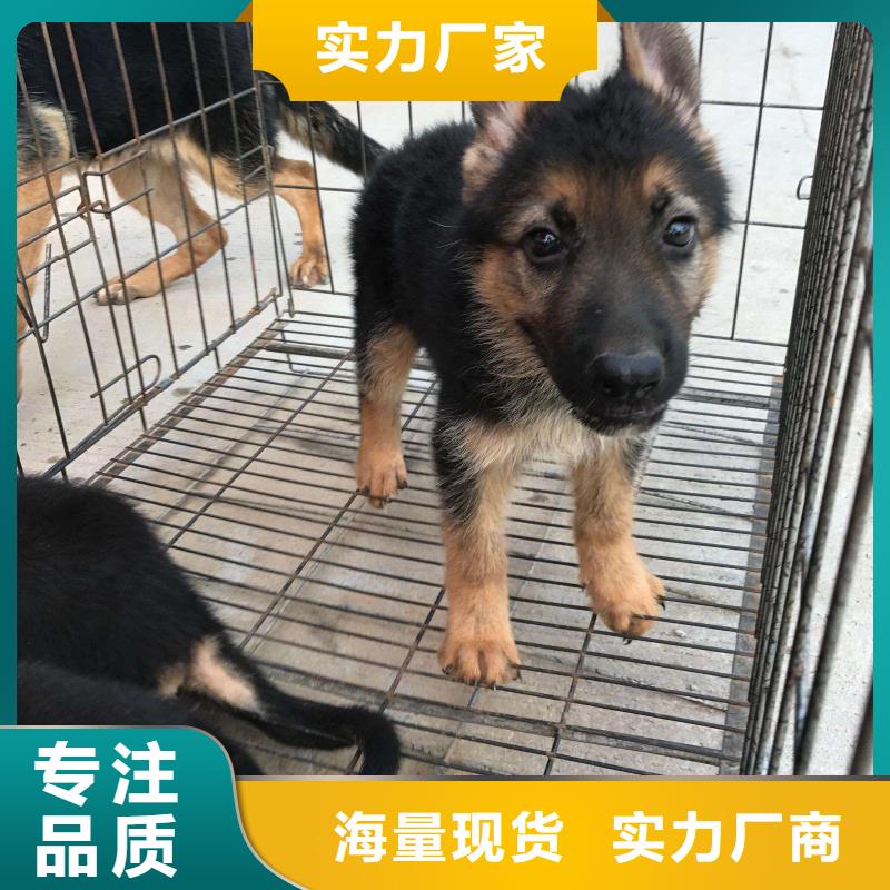 德国牧羊犬罗威纳犬自有厂家