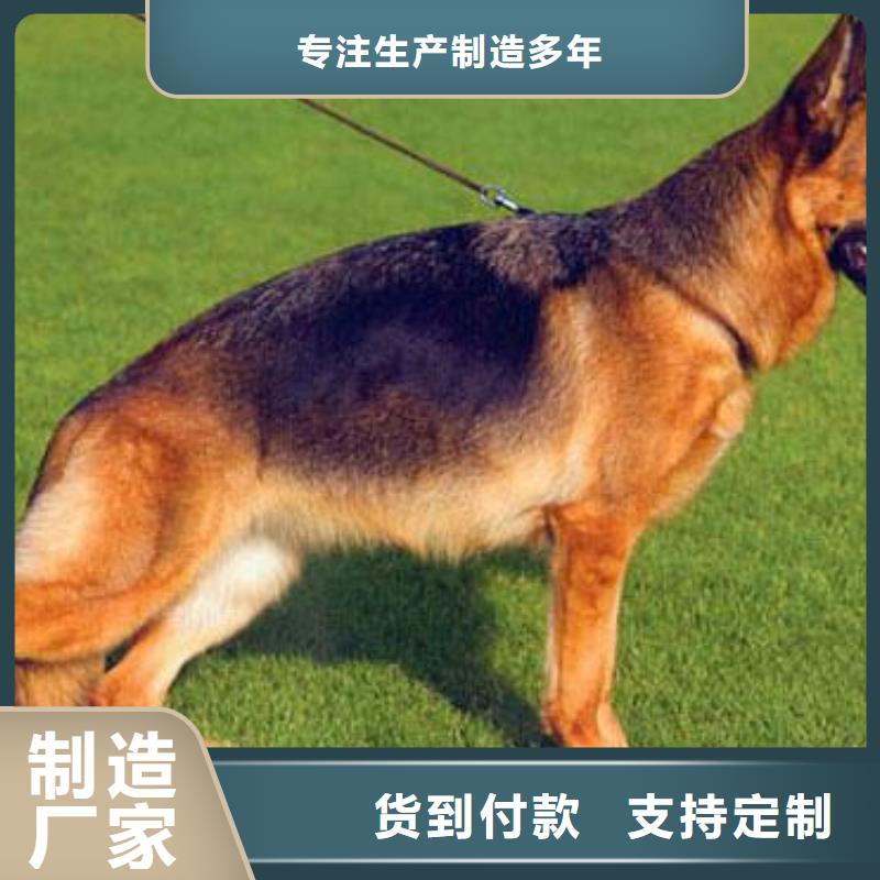德国牧羊犬罗威纳犬自有厂家