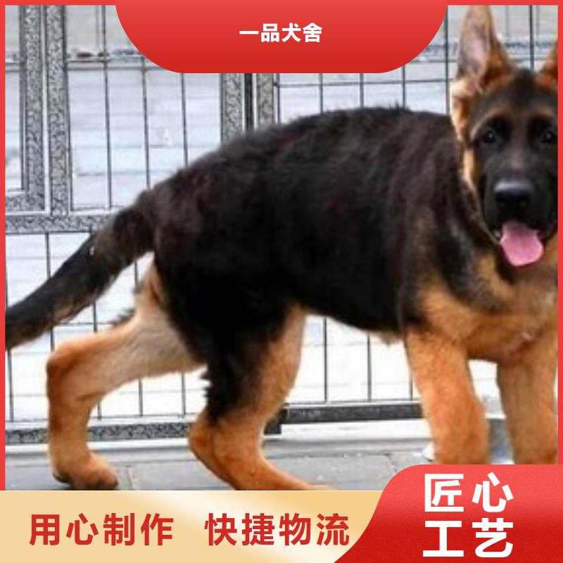 德国牧羊犬罗威纳犬自有厂家