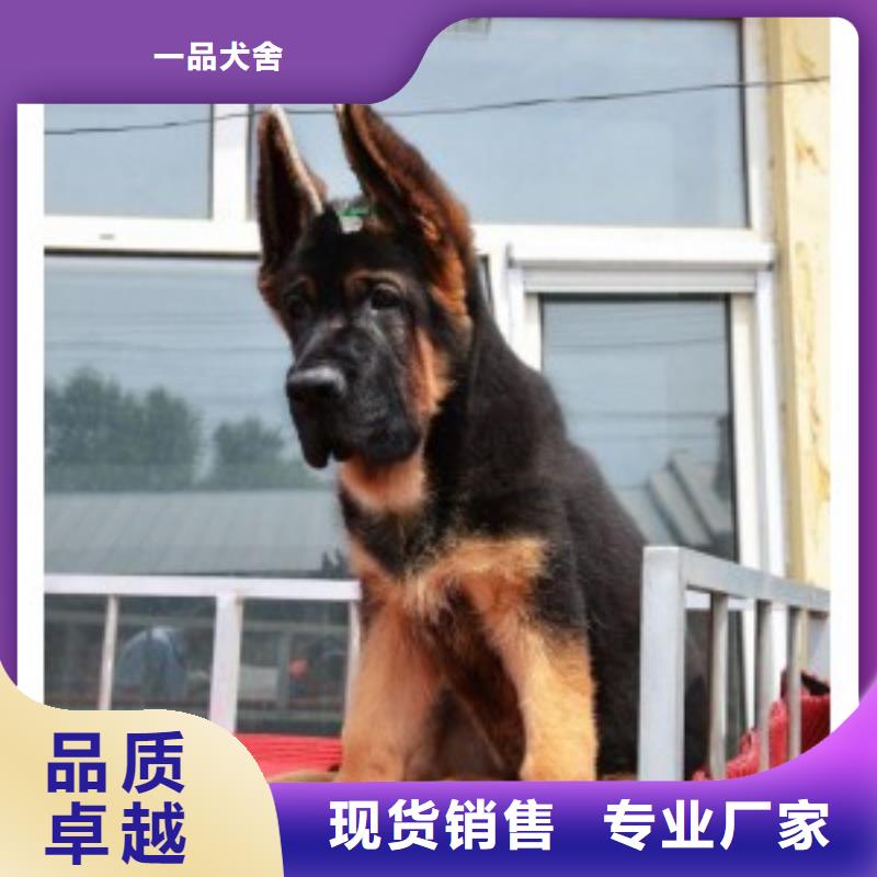 德国牧羊犬罗威纳犬自有厂家