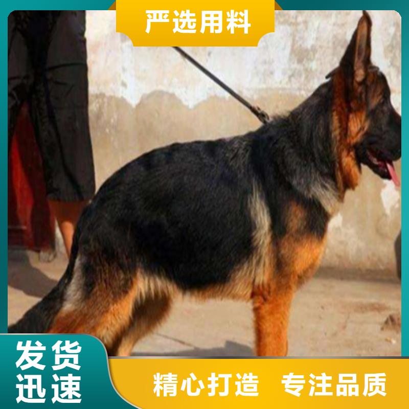 德国牧羊犬,杜高犬符合行业标准