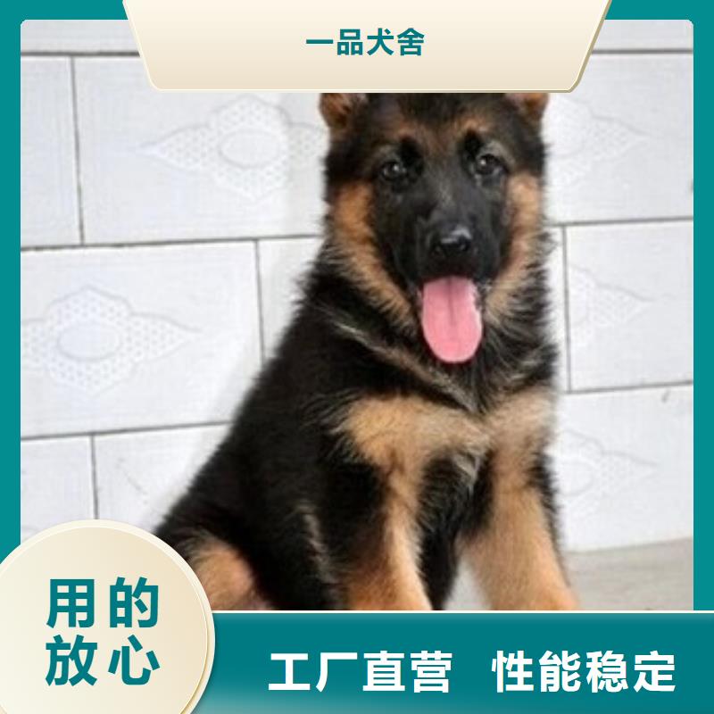德国牧羊犬,杜高犬符合行业标准
