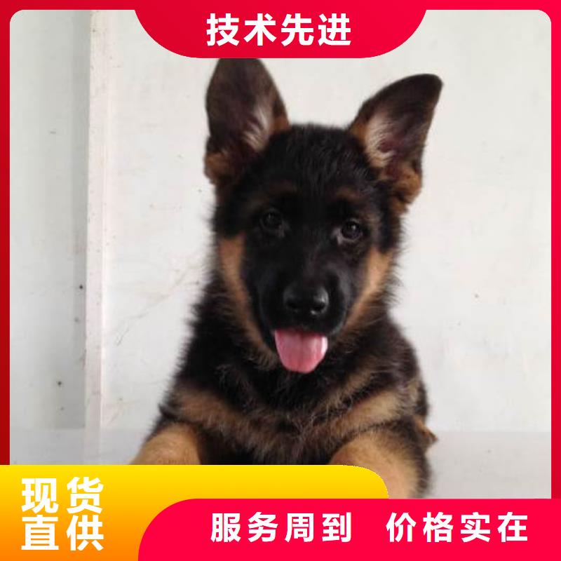 德国牧羊犬,杜高犬符合行业标准