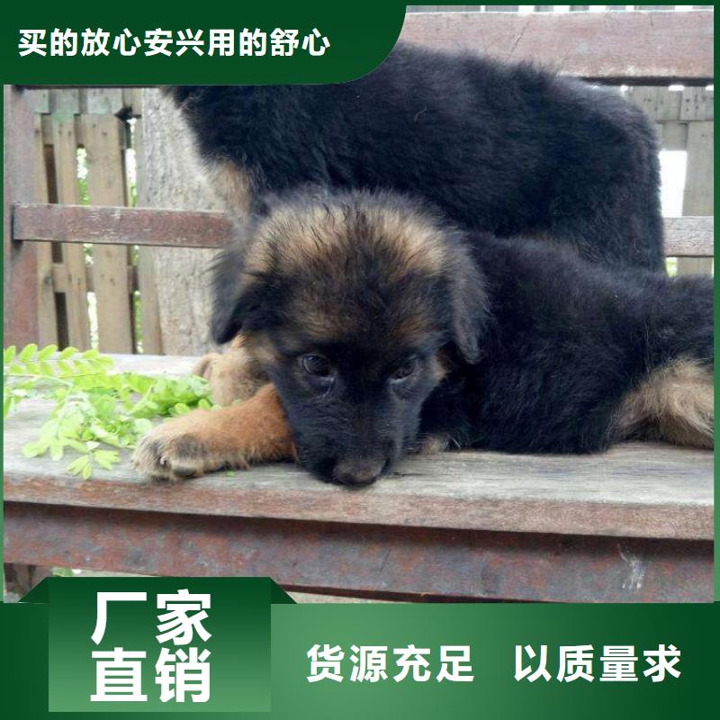 德国牧羊犬,杜高犬符合行业标准