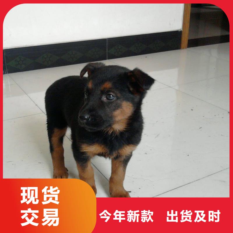 德国牧羊犬,杜高犬符合行业标准