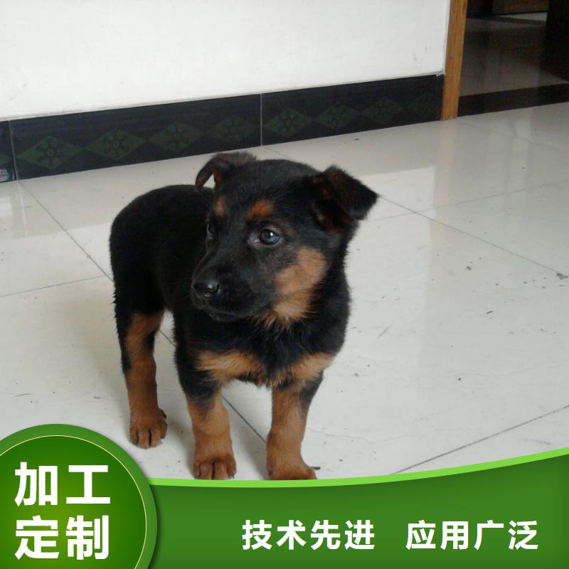 德国牧羊犬罗威纳犬自有厂家