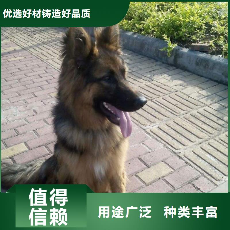德国牧羊犬罗威纳犬自有厂家