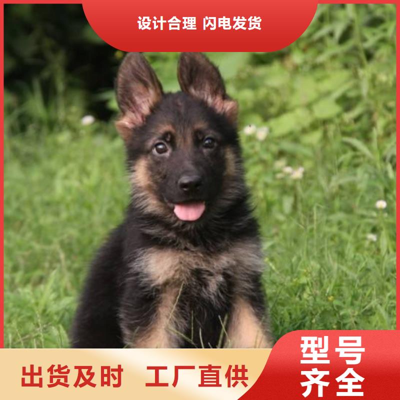德国牧羊犬罗威纳犬自有厂家