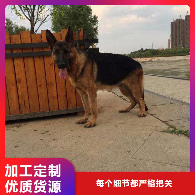 德国牧羊犬,杜高犬符合行业标准