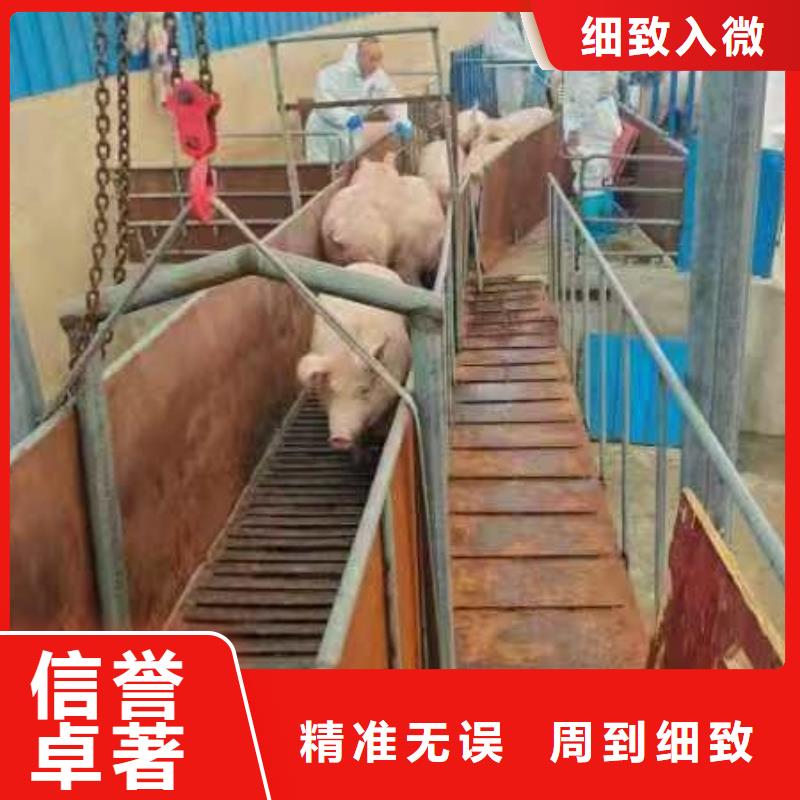 宿迁市到种猪空调车运输行业领先