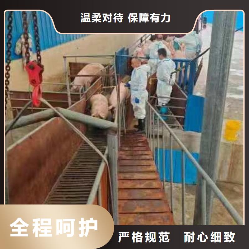 沭阳县到高栏车肥猪运输快捷