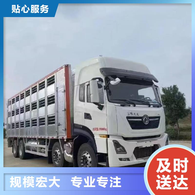三门峡到仔猪空调车运输小心谨慎