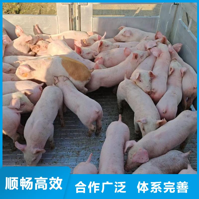宿迁到猪只运输专用车