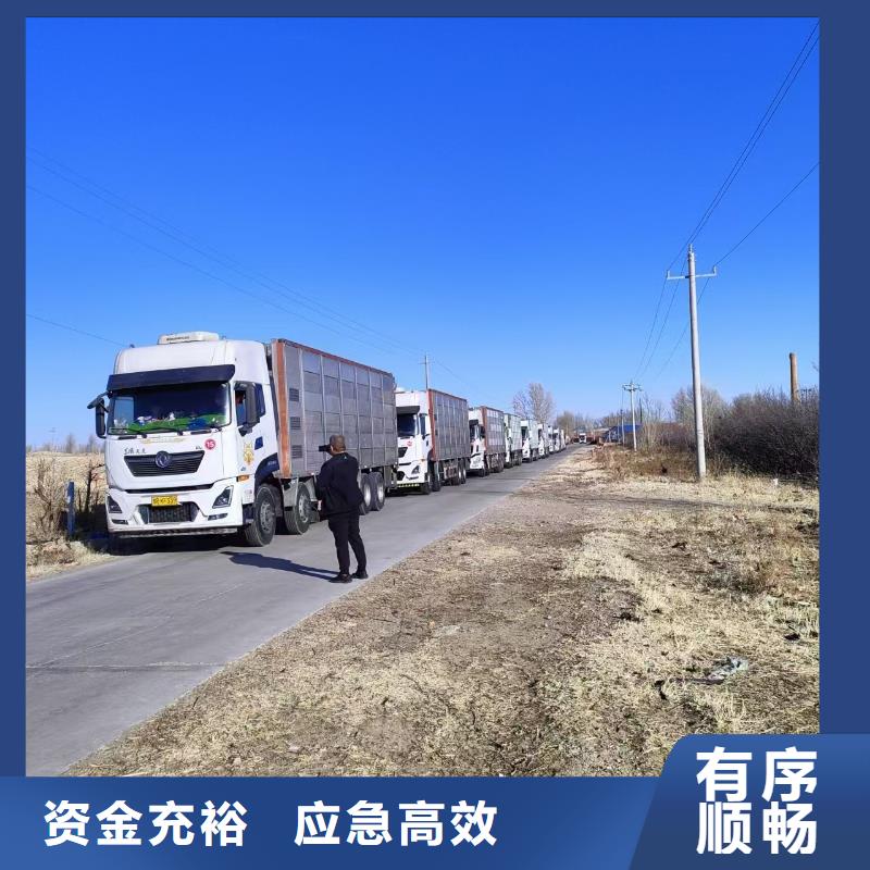 三门峡到仔猪空调车运输小心谨慎