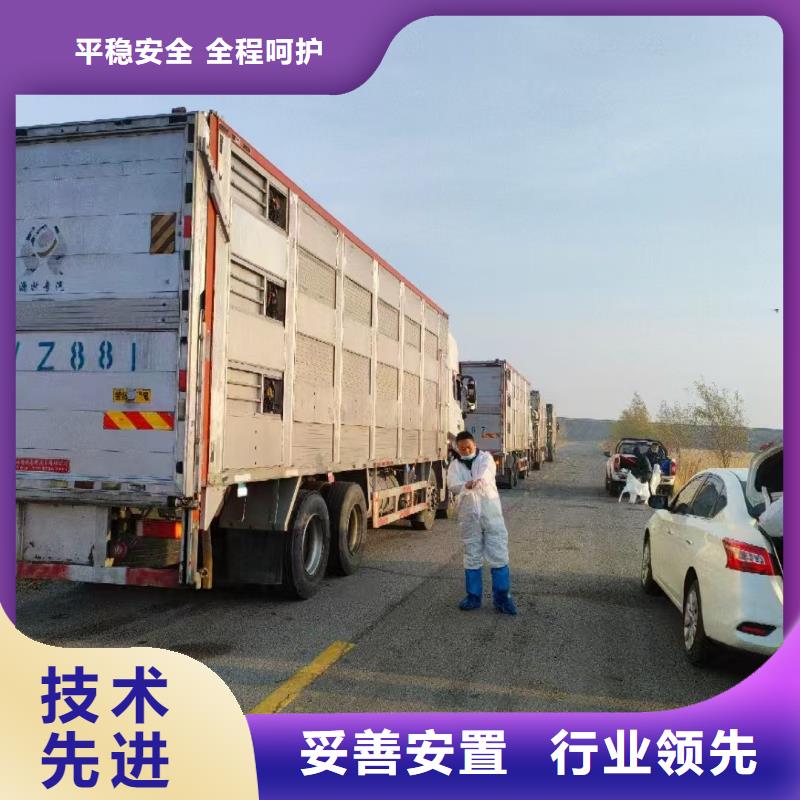 沭阳县到高栏车肥猪运输快捷