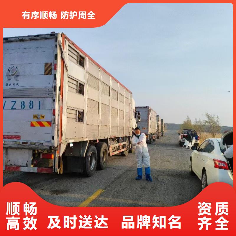 三门峡到仔猪空调车运输小心谨慎