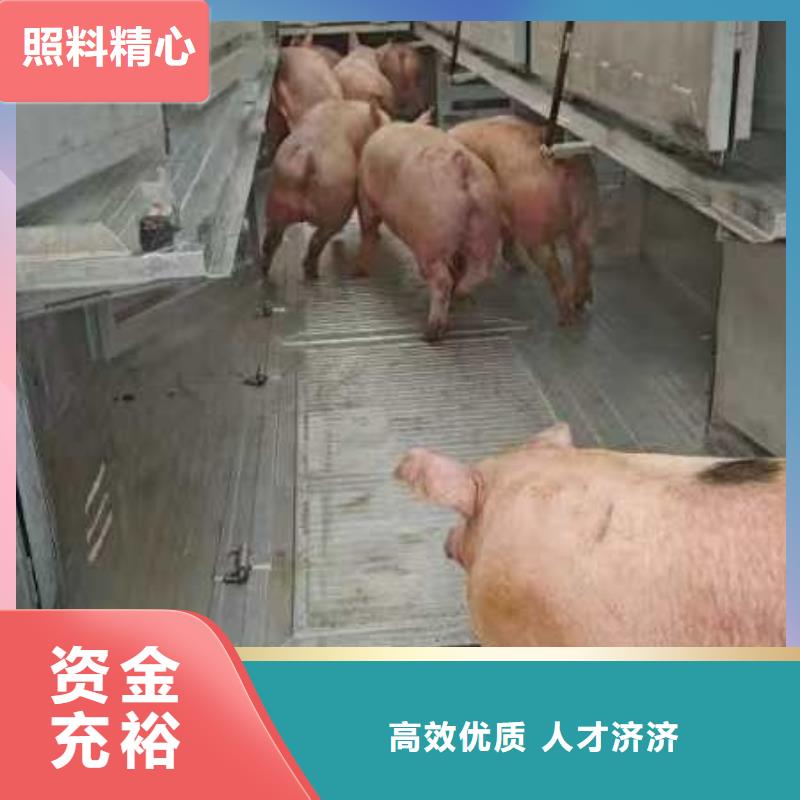 商丘到仔猪空调车运输人才济济