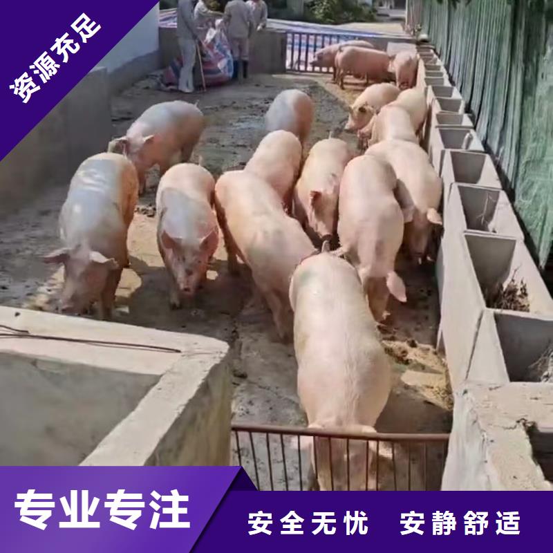 商丘到仔猪空调车运输人才济济