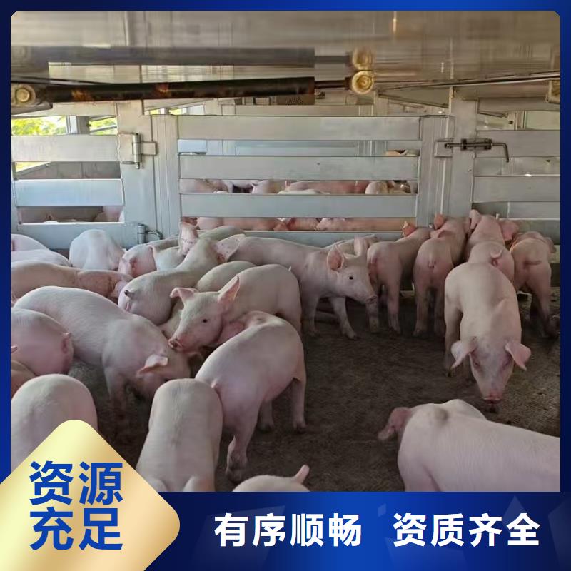 沭阳县到高栏车肥猪运输快捷