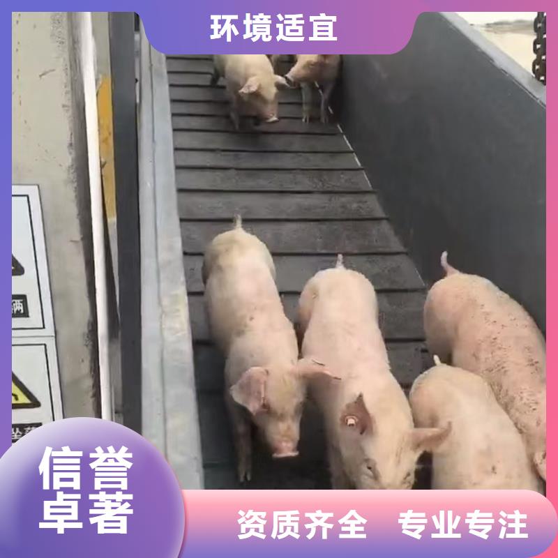 宿迁到猪只运输专用车