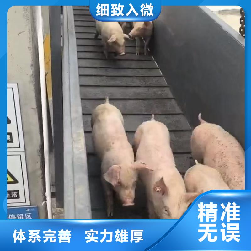 沭阳县到高栏车肥猪运输快捷