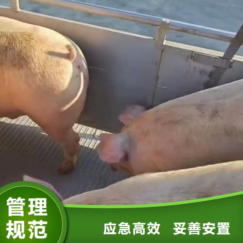 三门峡到仔猪空调车运输小心谨慎