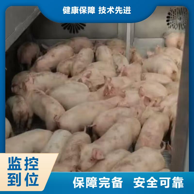 宿迁市泗阳到活禽运输严格规范