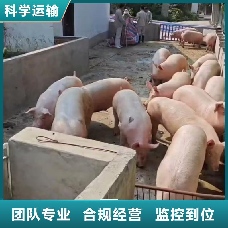 宿迁市泗阳到猪只贸易有条不紊