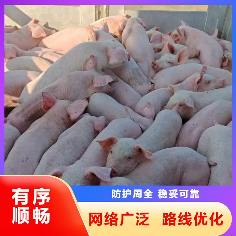 沭阳县到高栏车肥猪运输快捷