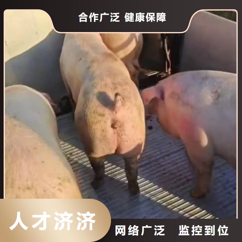 沭阳县到高栏车肥猪运输快捷