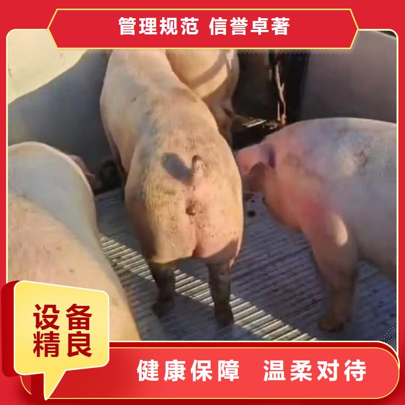 宿迁到猪只运输专用车