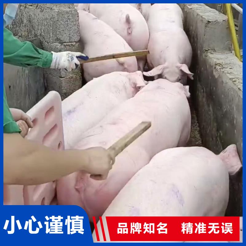 沭阳县到高栏车肥猪运输快捷