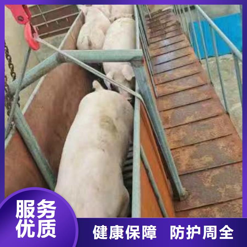 宿迁到牛运输专用车上门取货