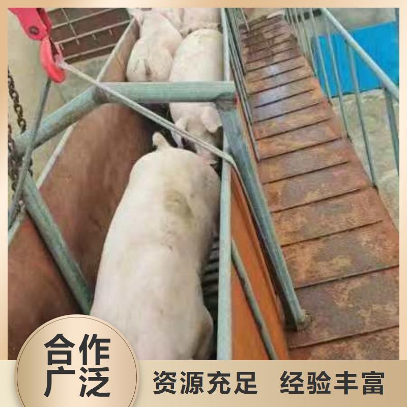宿迁市到种猪空调车运输行业领先