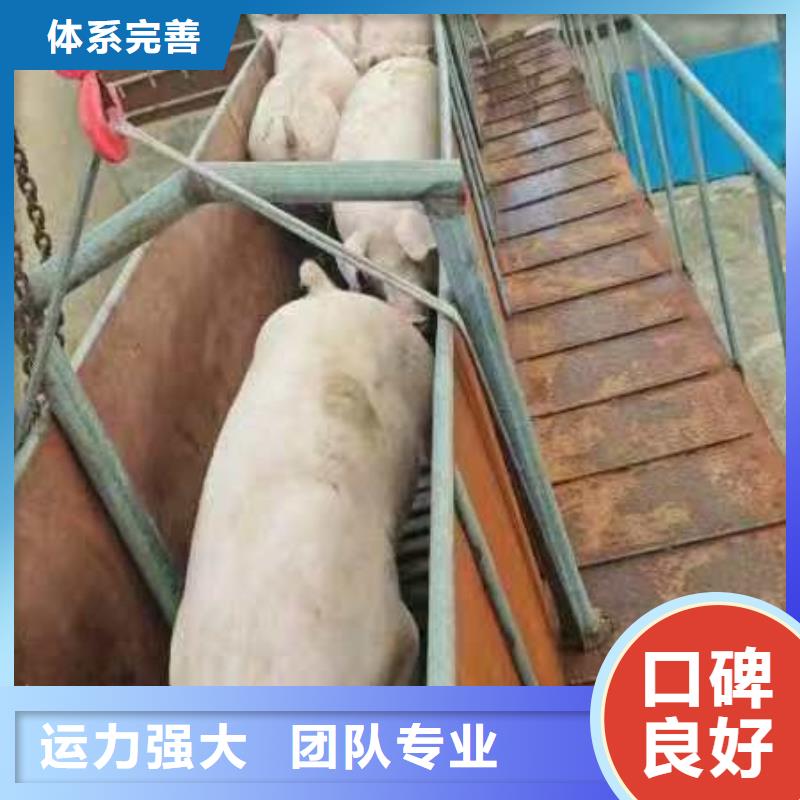 宿迁市泗阳到活禽运输严格规范