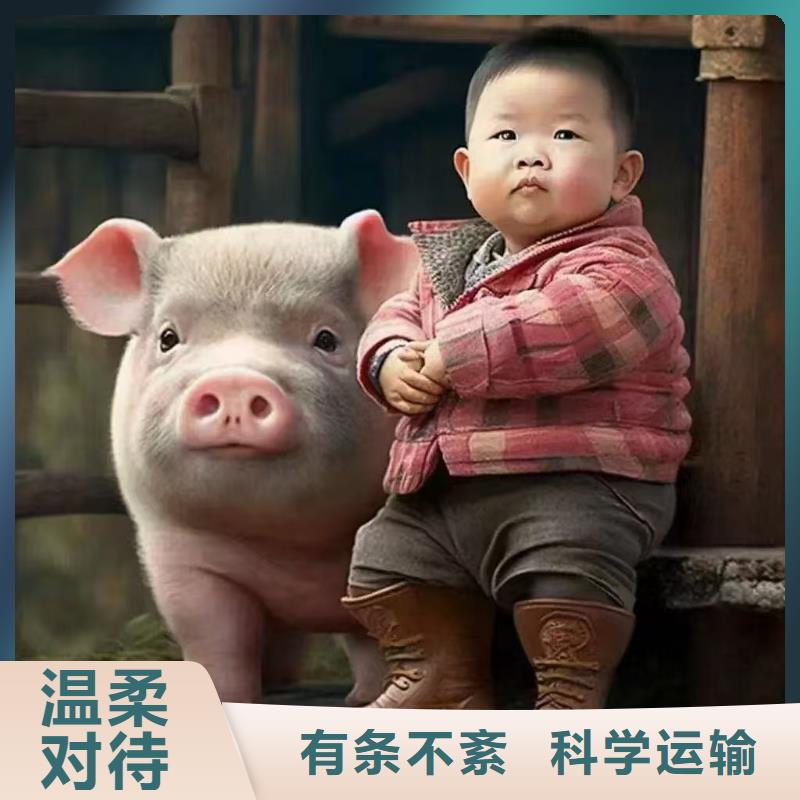 宿迁到二育运输支持到付