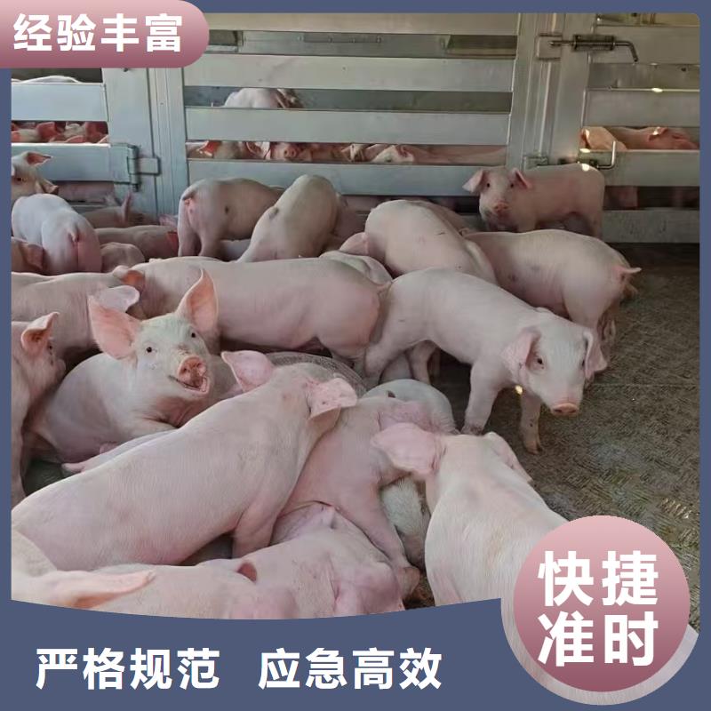 沭阳县到高栏车肥猪运输快捷