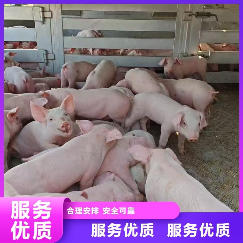 宿迁泗阳到散装料专用车