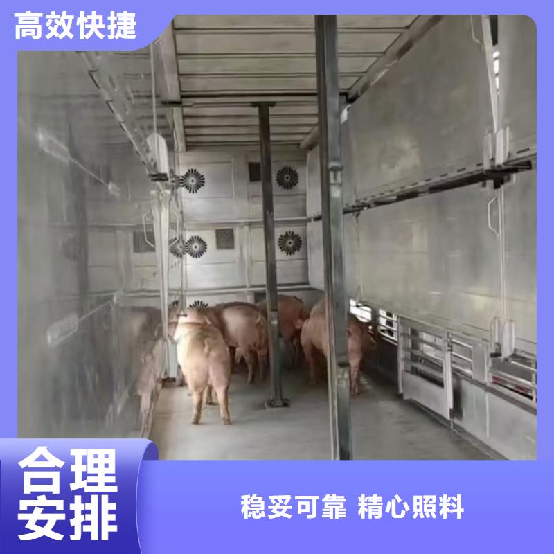 宿迁市泗阳到猪只贸易有条不紊