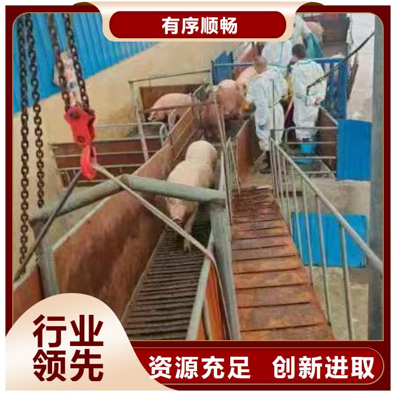 宿迁到猪只贸易点到点配送