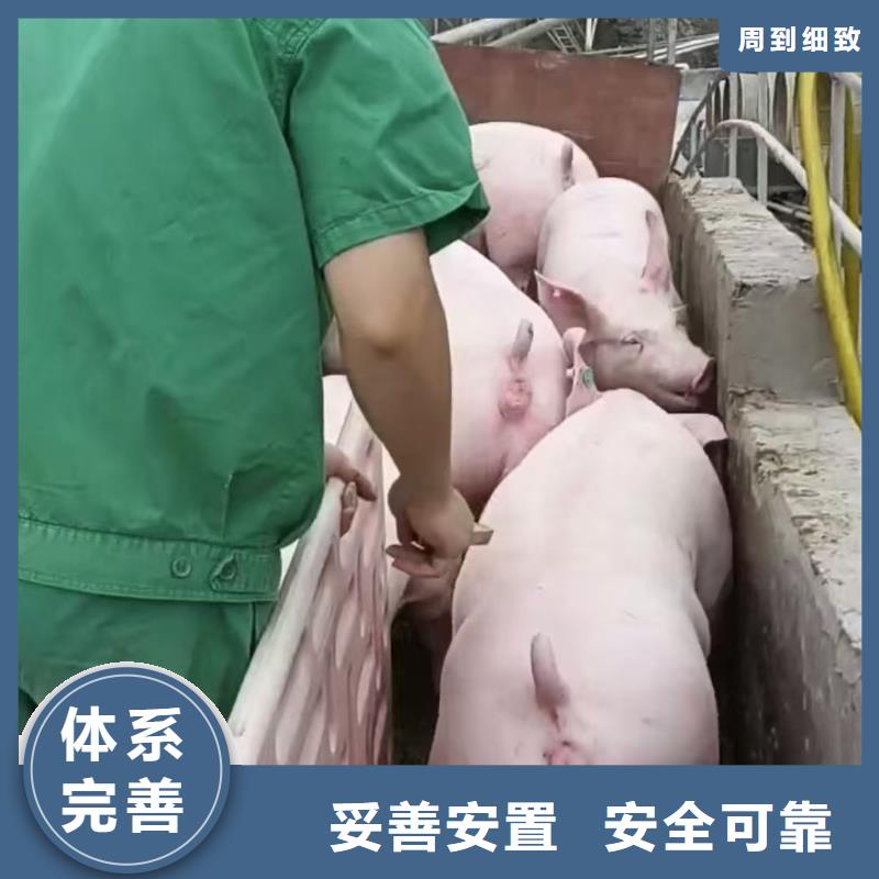 嘉兴到种猪恒温车运输品质卓越