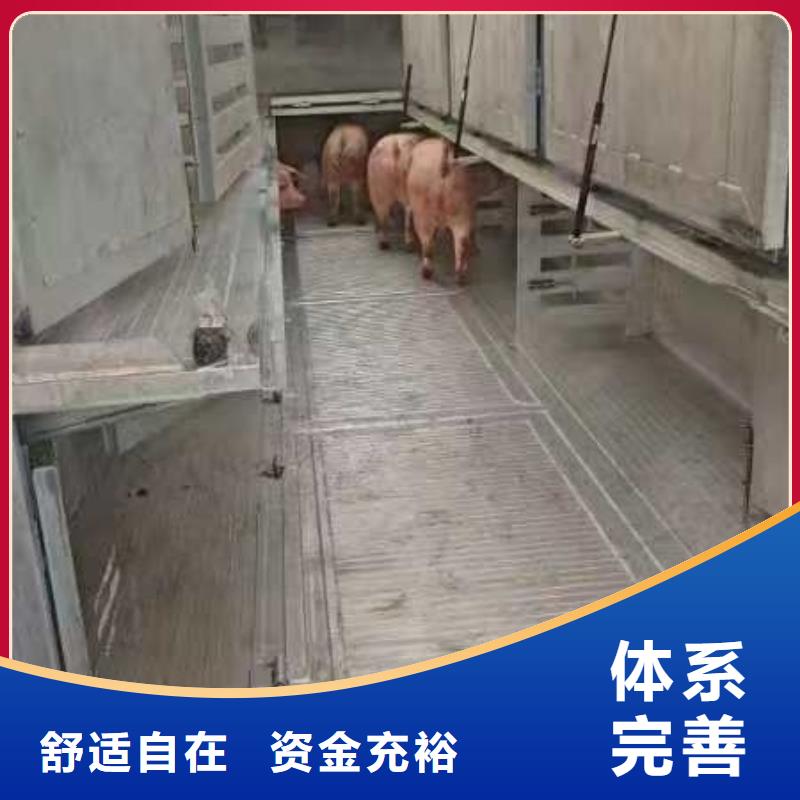 嘉兴到种猪恒温车运输品质卓越