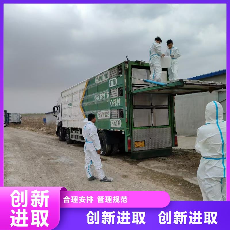 沭阳县到高栏车肥猪运输快捷