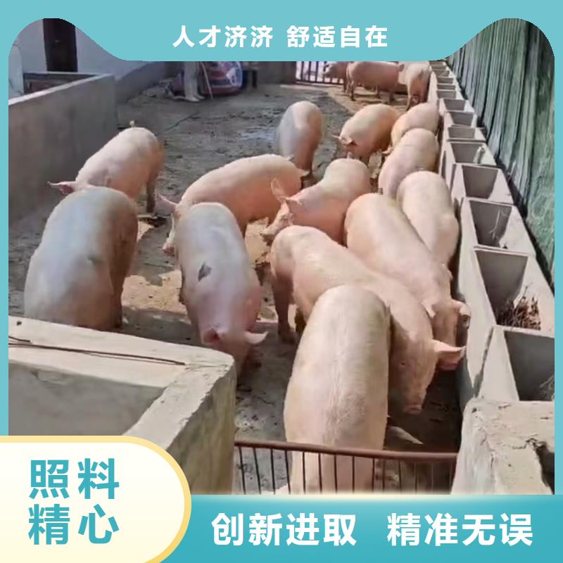 宿迁到猪笼车运输服务优质