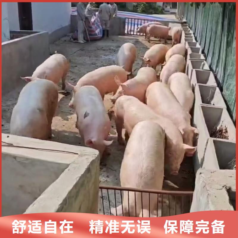 宿迁泗阳到散装料专用车
