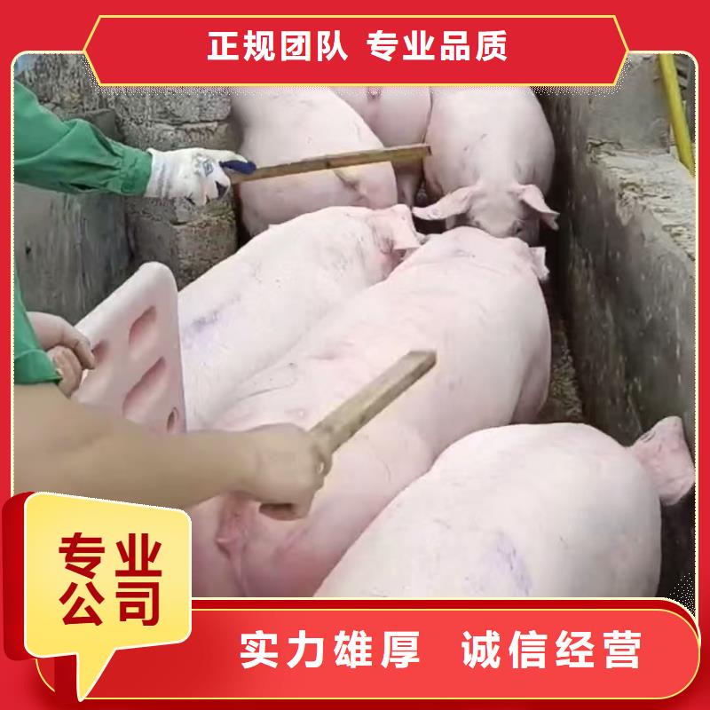 信阳到农牧运输恒温车资质齐全