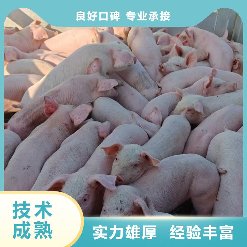 安徽至猪牛羊运输空调车实力商家