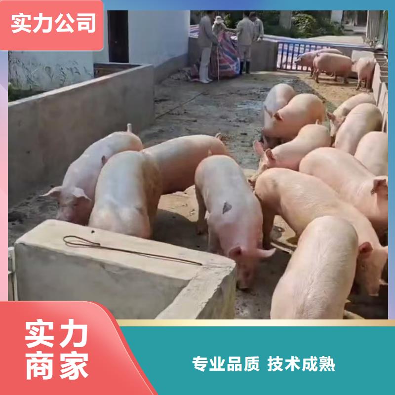 六安到生猪物流周到细致