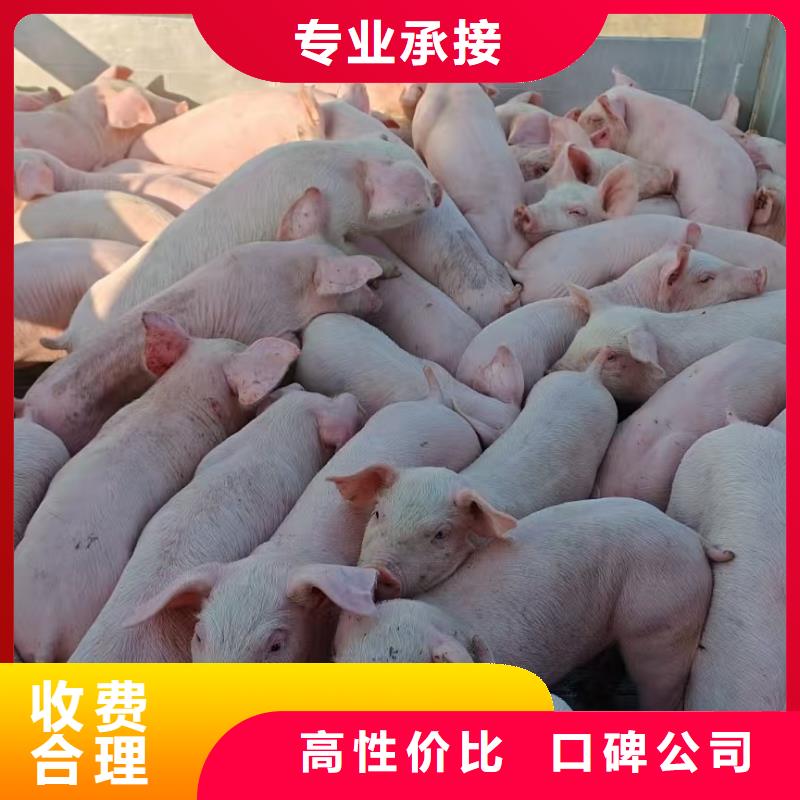 信阳到农牧运输恒温车资质齐全